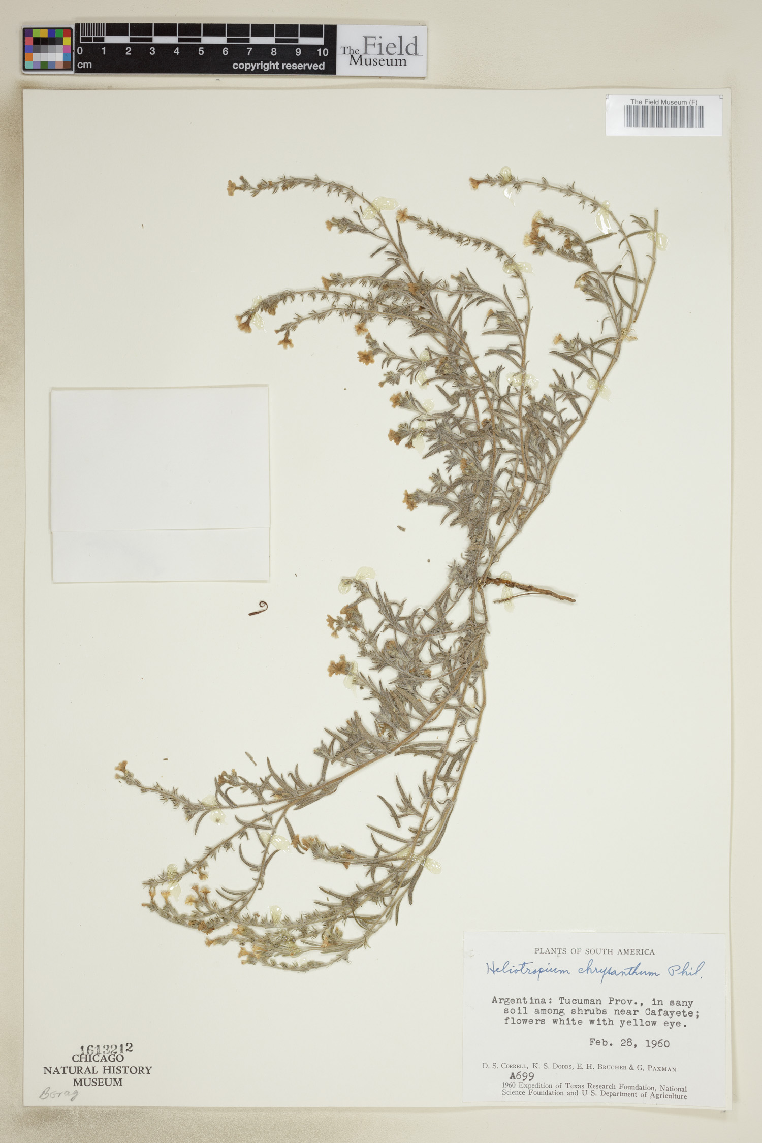Euploca chrysantha image