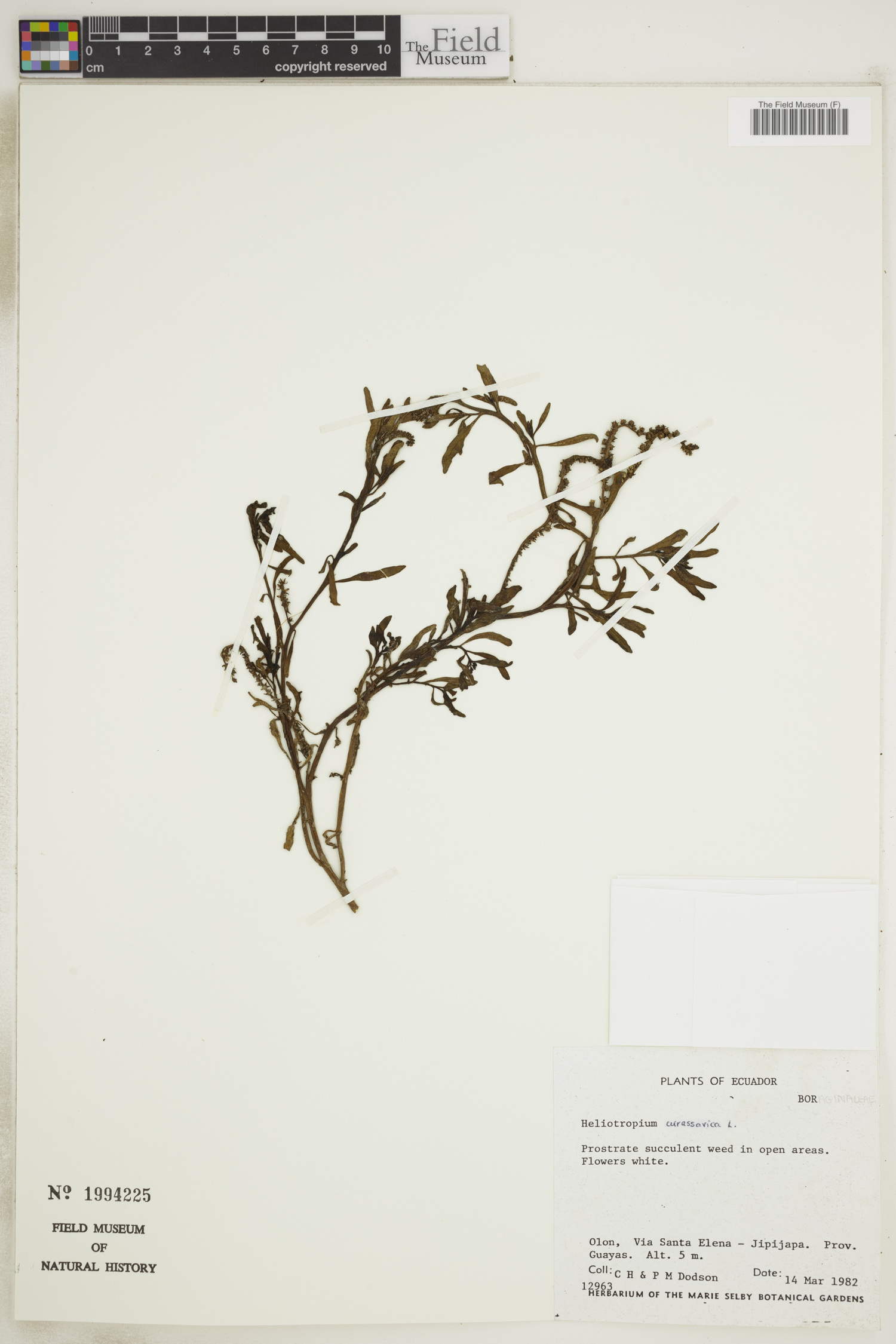 Heliotropium curassavicum image