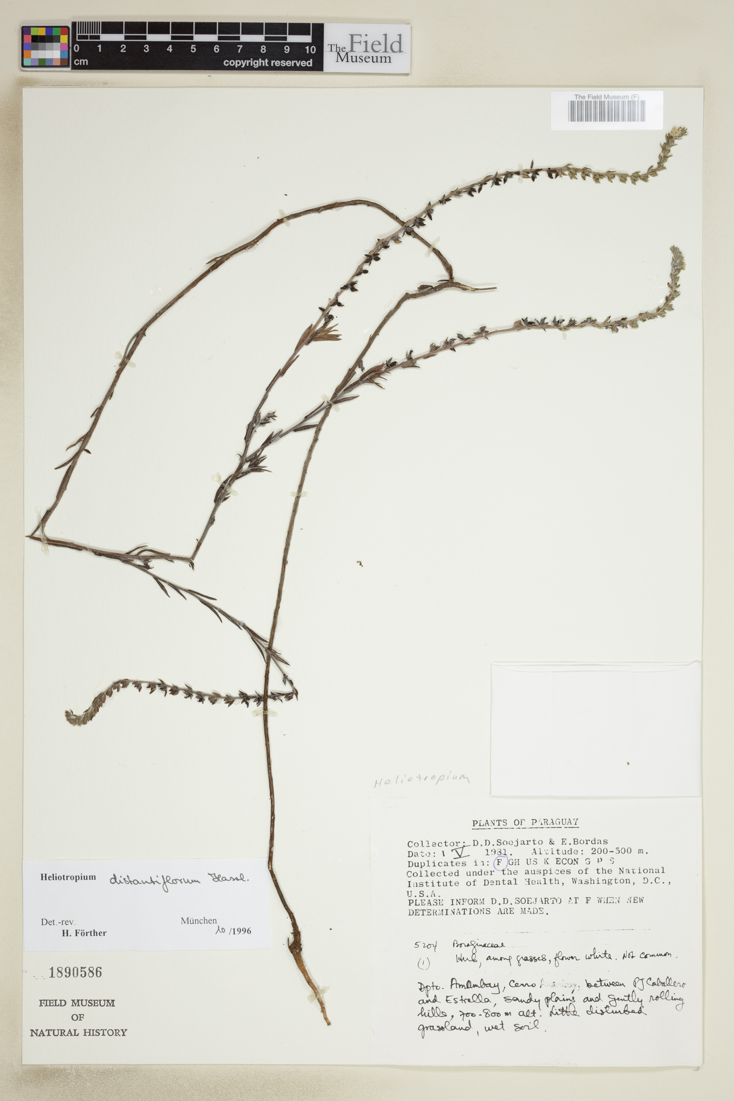 Euploca distantiflora image