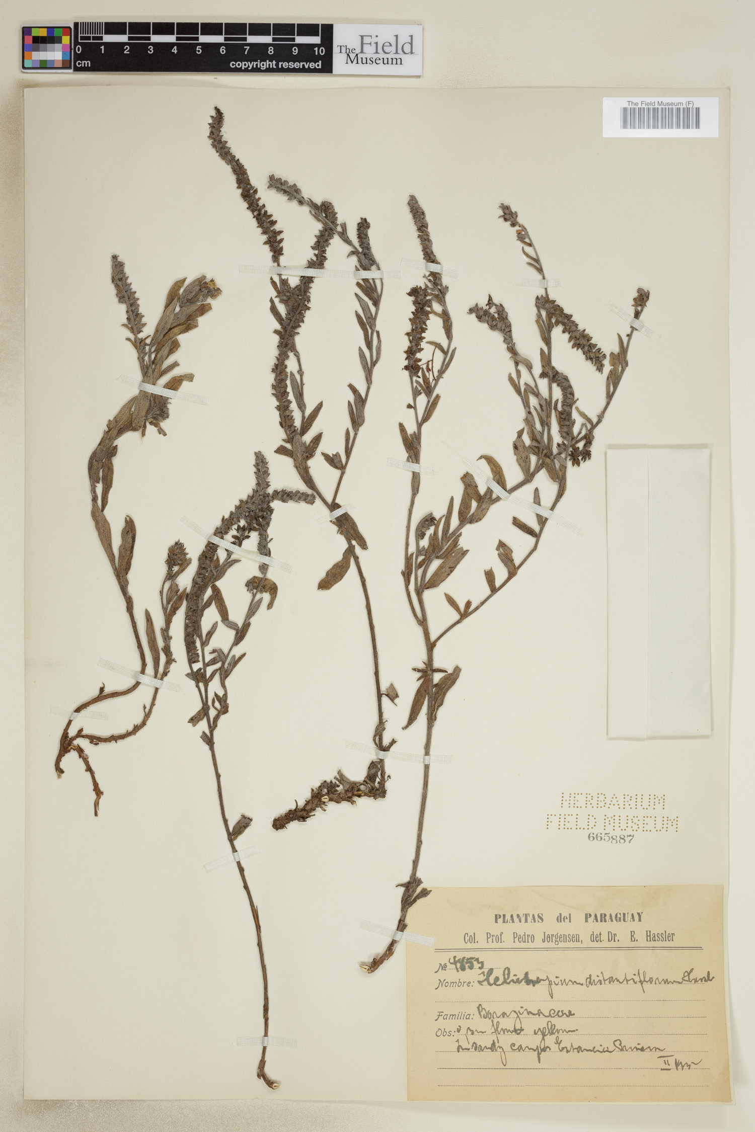 Euploca distantiflora image