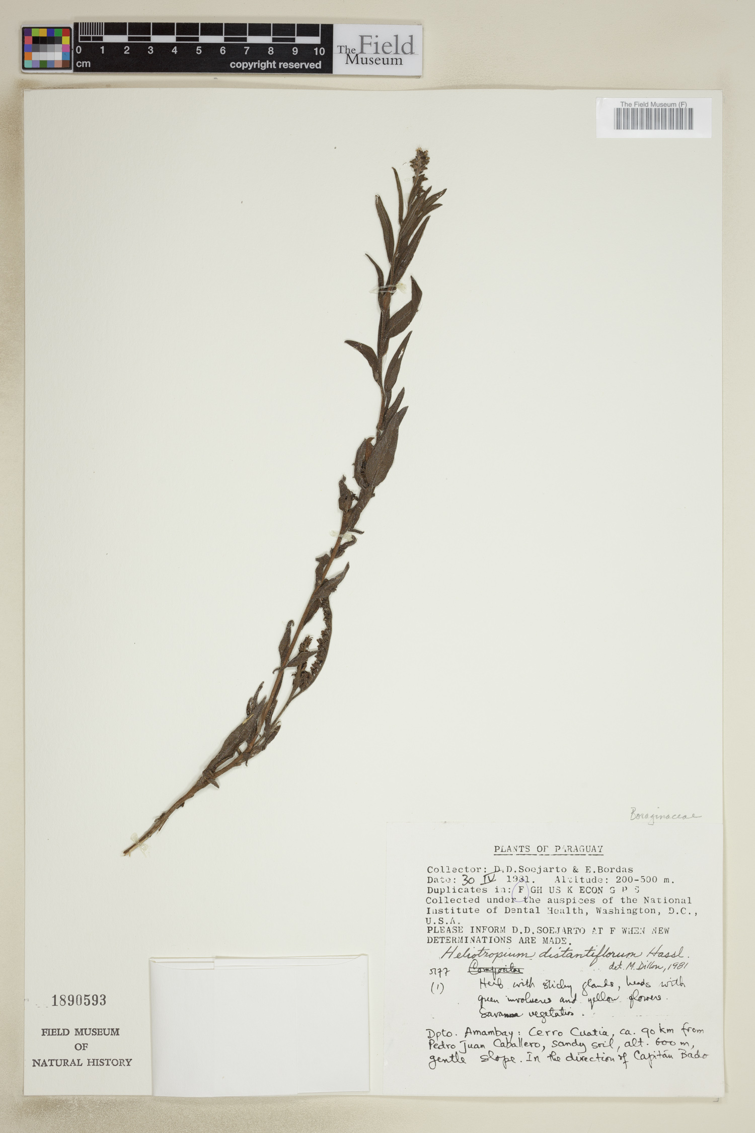 Euploca distantiflora image