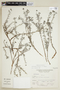 Heliotropium ferreyrae image