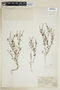 Heliotropium filiforme image