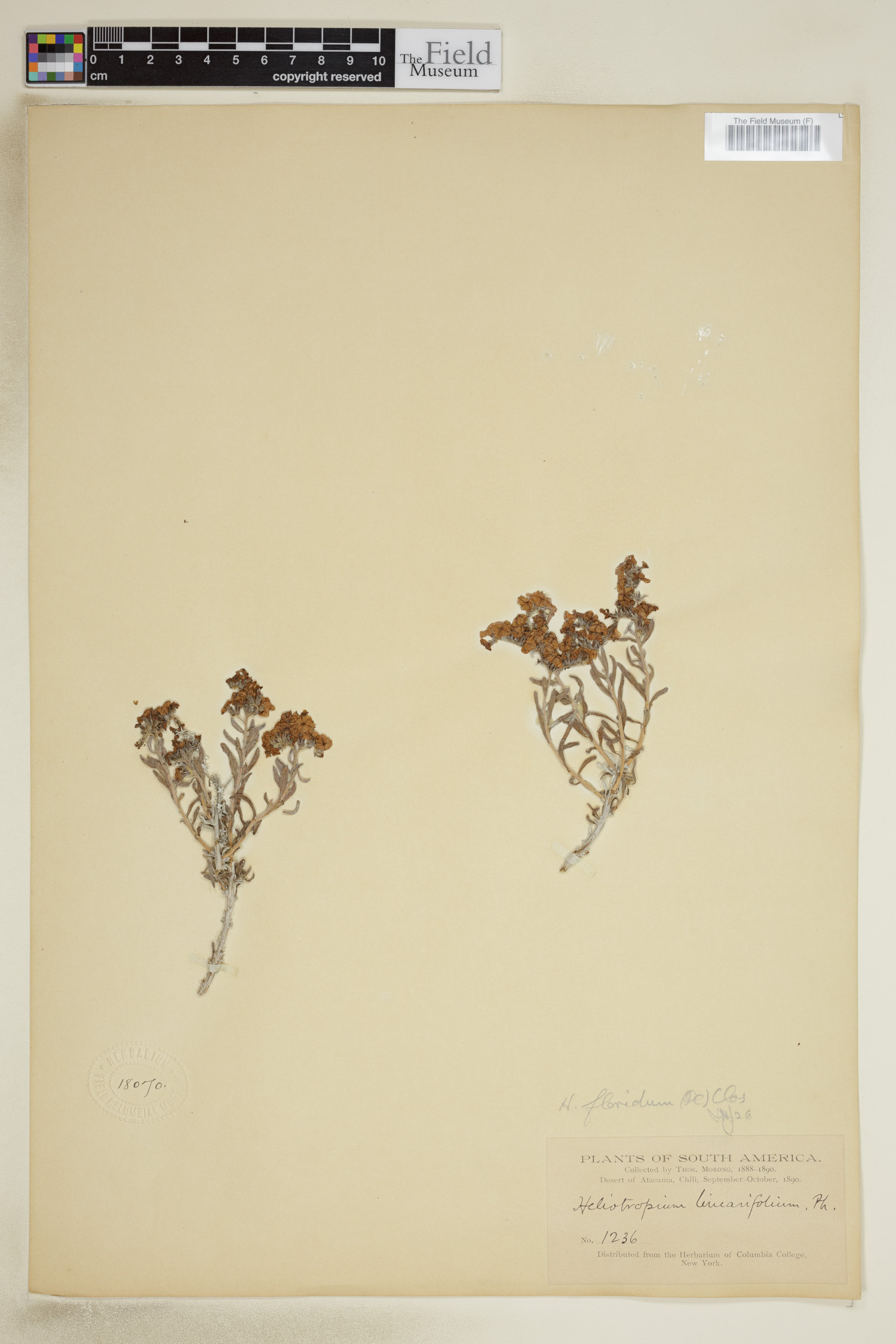 Heliotropium floridum image