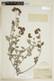 Heliotropium incanum image