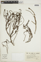 Heliotropium johnstonii image