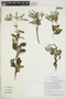 Heliotropium lippioides image
