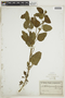Heliotropium leiocarpum image