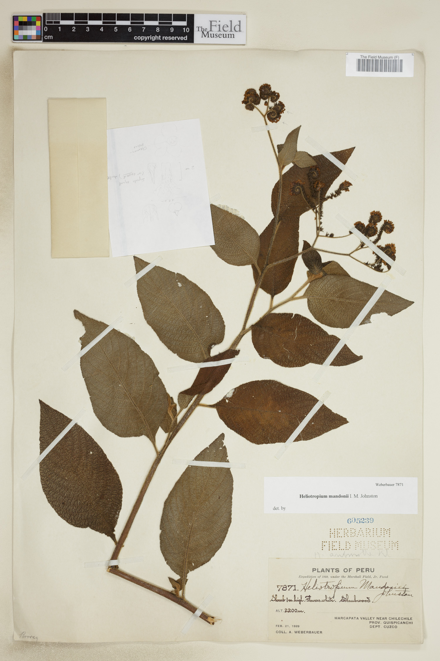 Heliotropium mandonii image