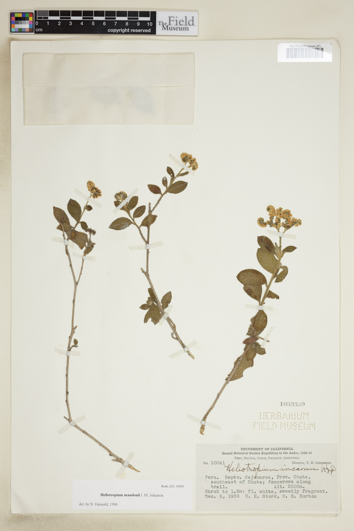 Heliotropium mandonii image