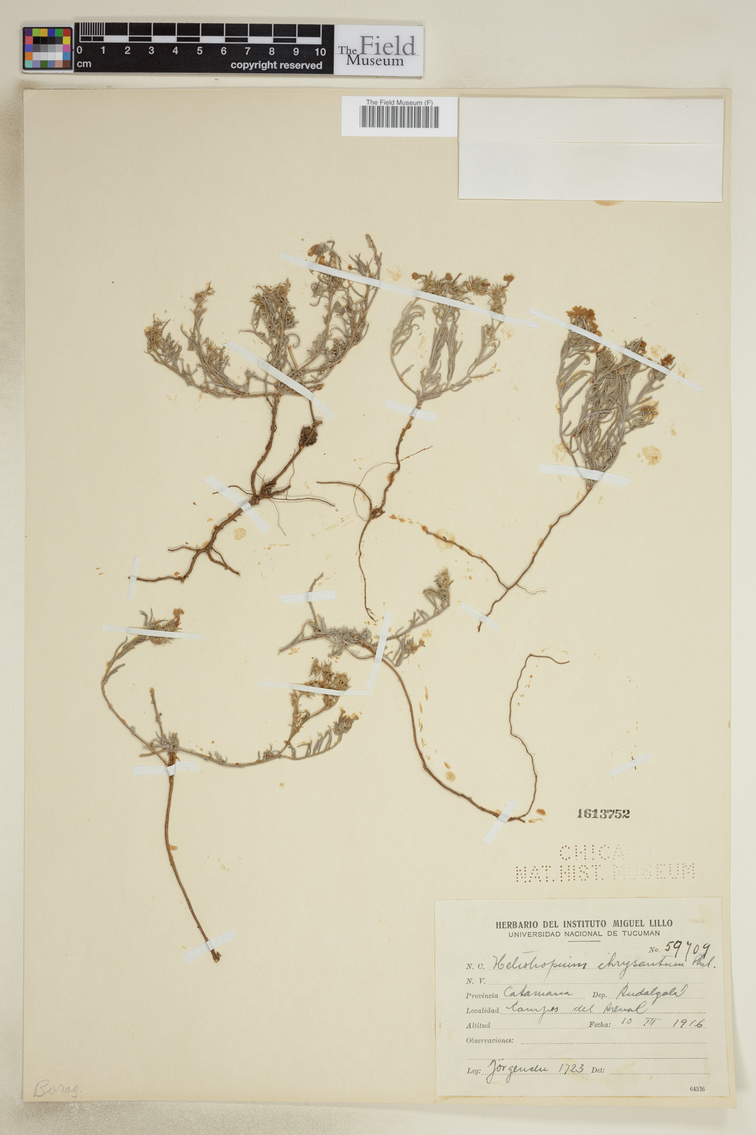 Euploca chrysantha image