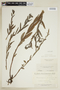 Euploca salicoides image