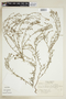 Heliotropium mendocinum image