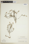 Heliotropium mendocinum image