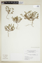 Heliotropium ocellatum image