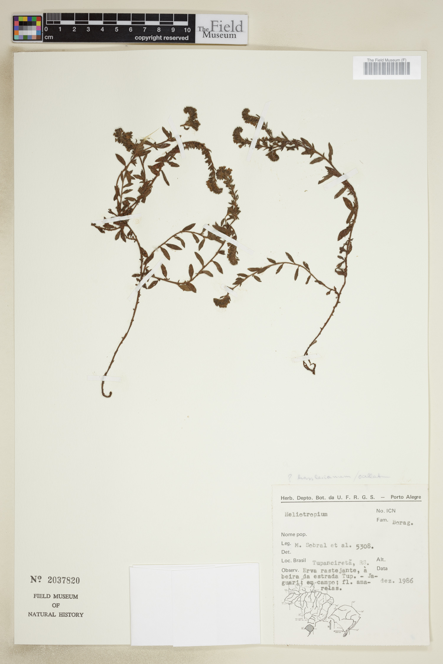 Heliotropium ocellatum image