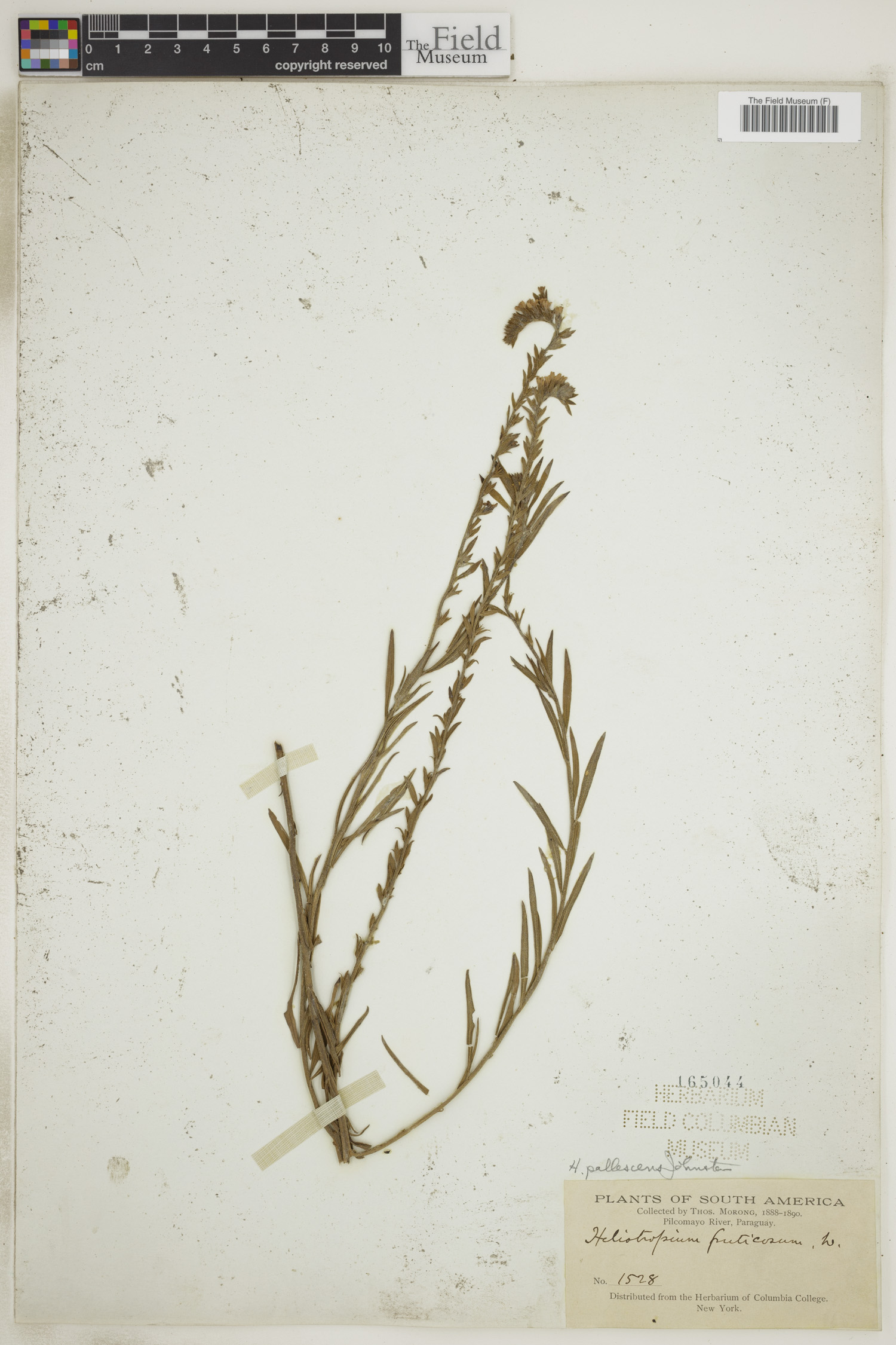 Euploca pallescens image