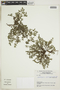 Heliotropium paronychioides image