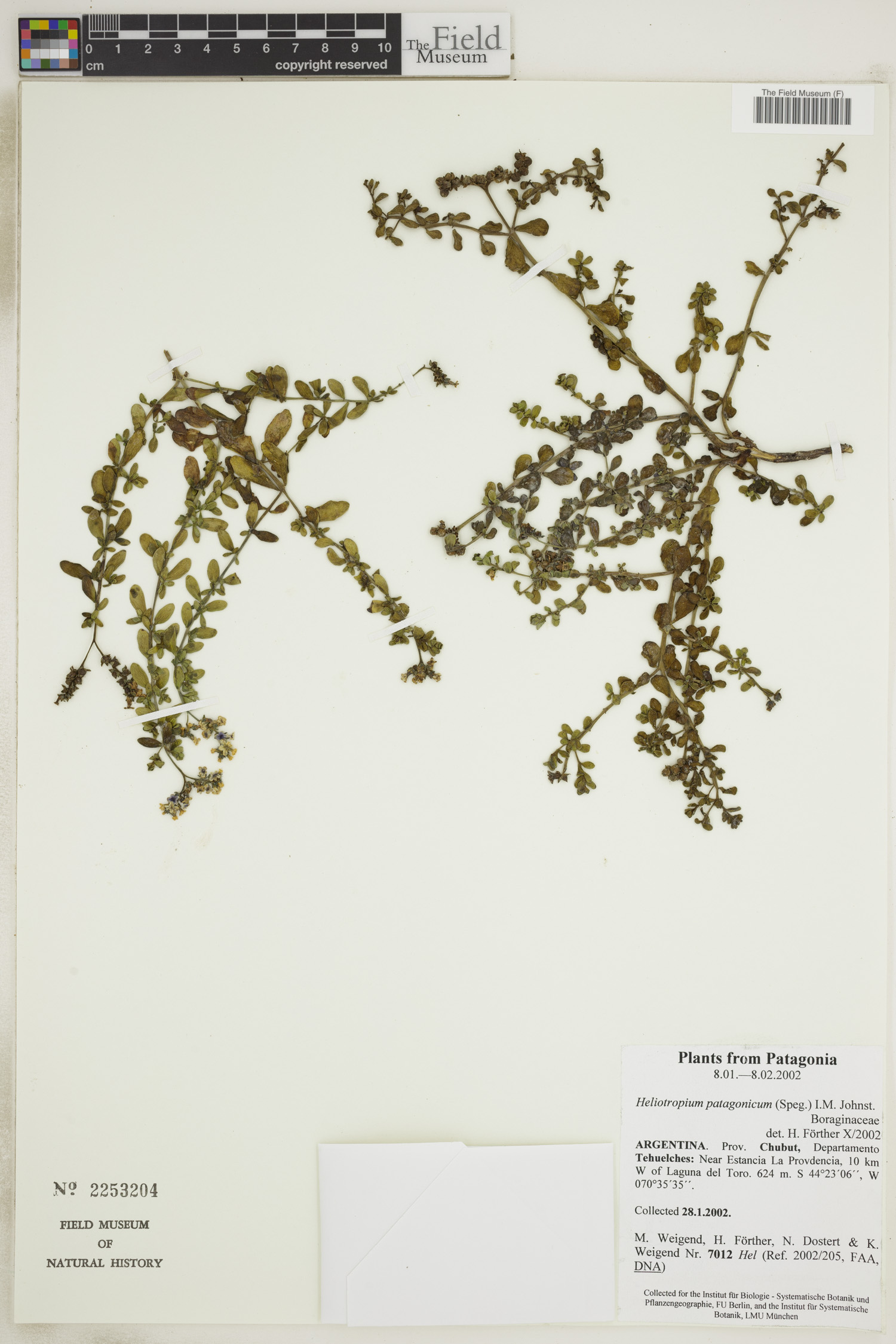 Heliotropium patagonicum image