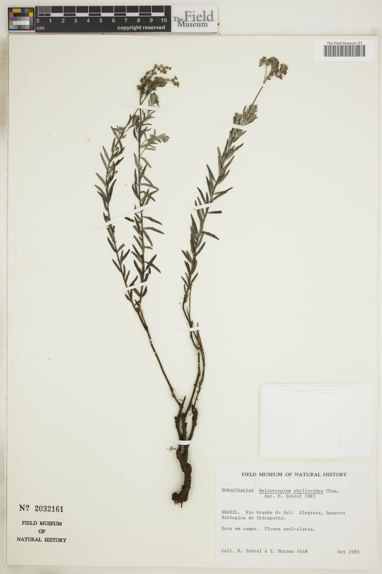 Heliotropium phylicoides image