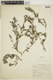 Heliotropium pilosum image