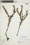 Heliotropium phylicoides image