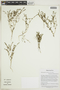 Heliotropium piurense image