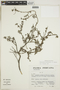 Heliotropium polyanthellum image