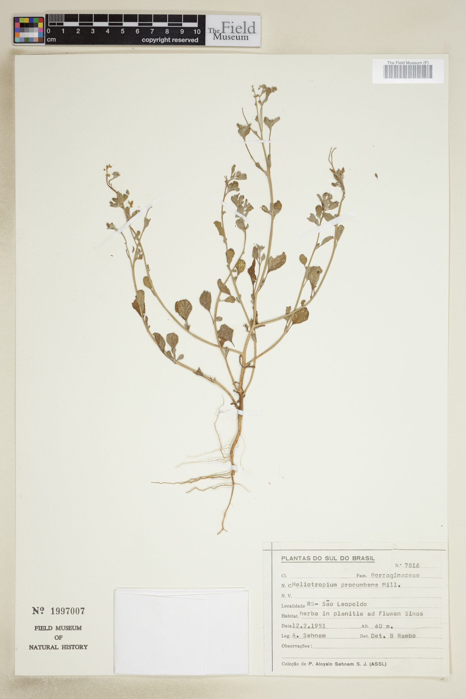 Heliotropium procumbens