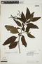 Heliotropium rufipilum var. rufipilum image