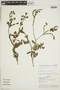 Heliotropium rufipilum var. anadenum image
