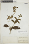 Heliotropium rufipilum var. anadenum image