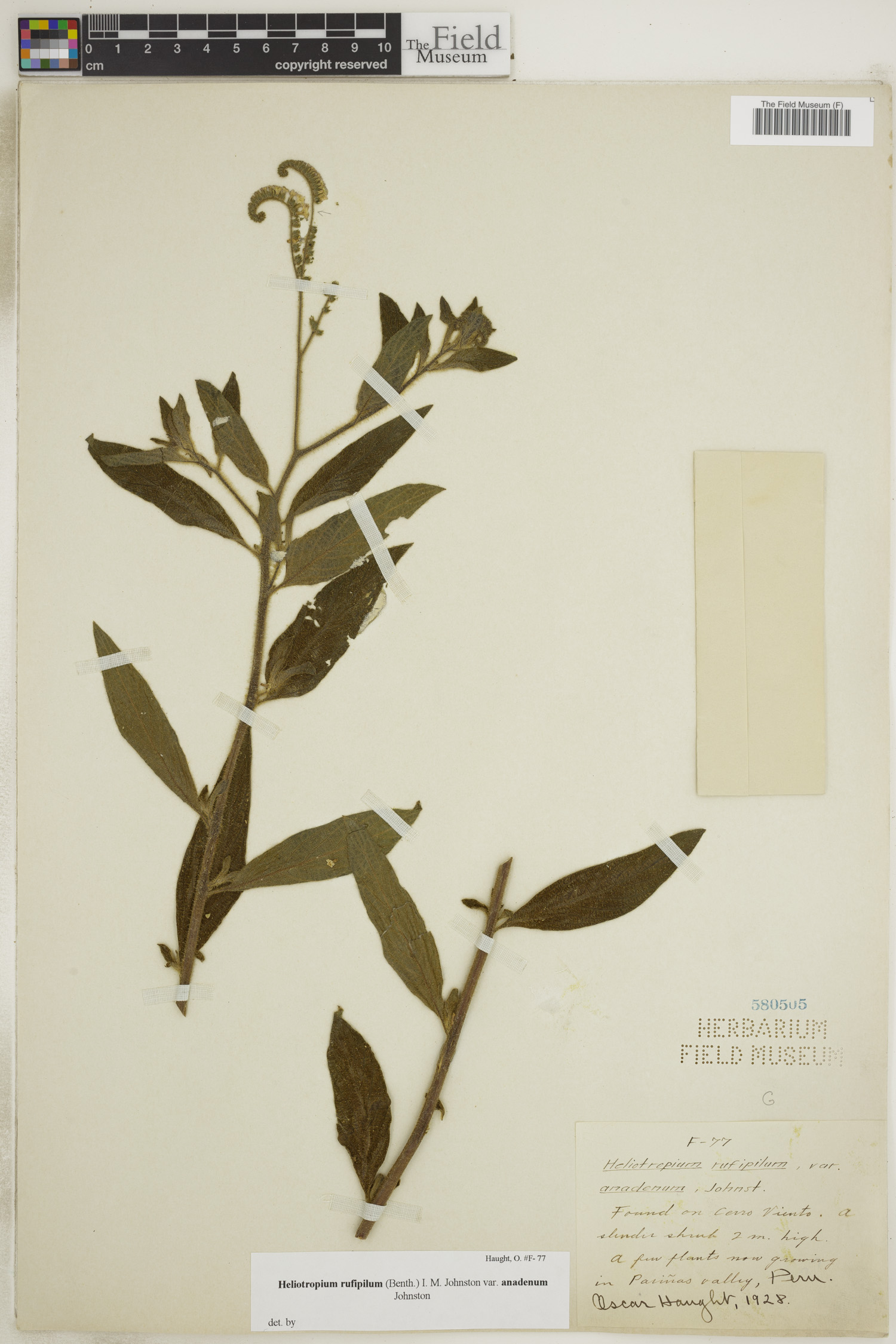 Heliotropium rufipilum var. anadenum image