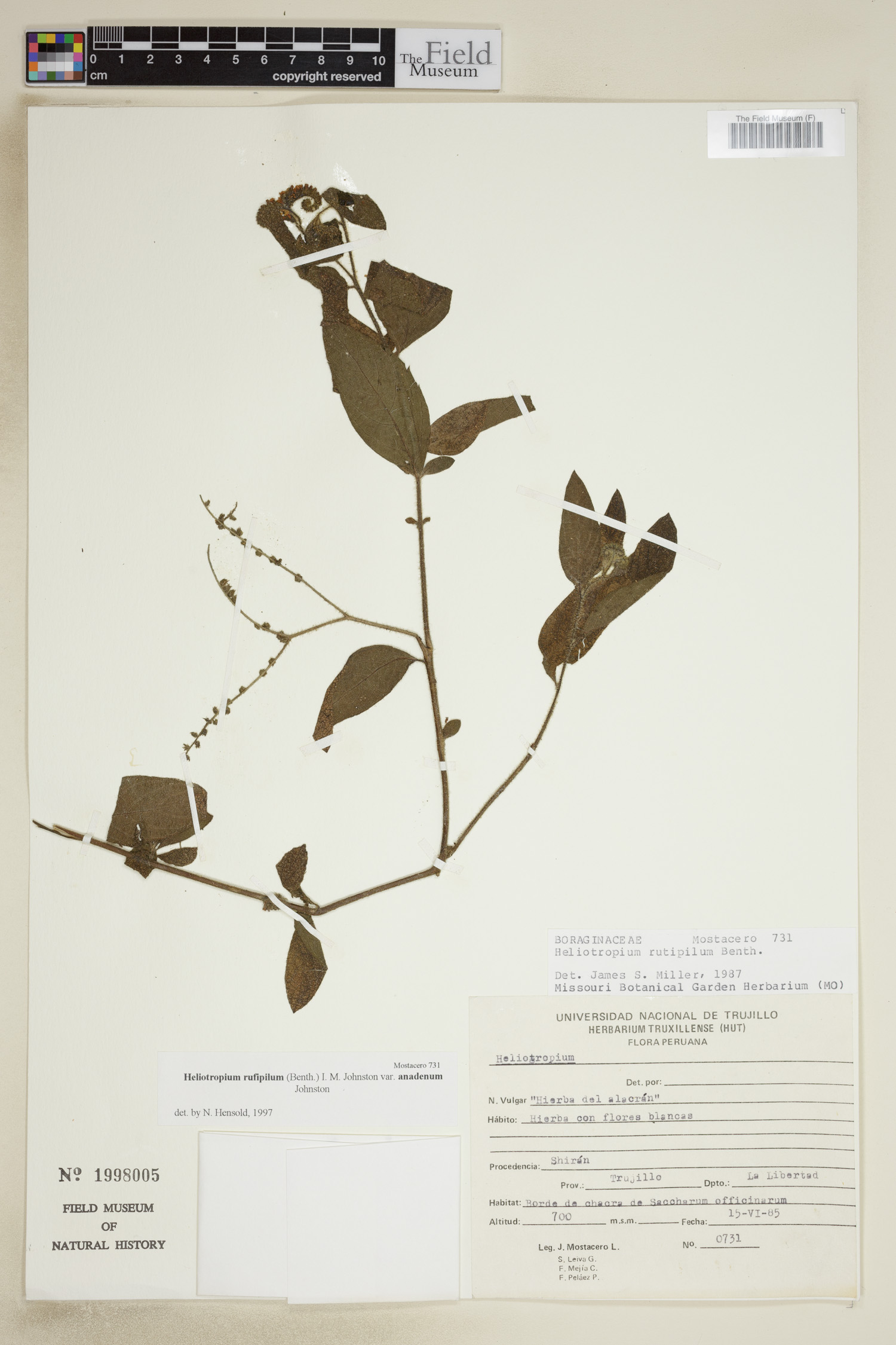 Heliotropium rufipilum image