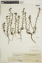 Heliotropium salicioides image