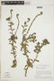 Heliotropium salicioides image