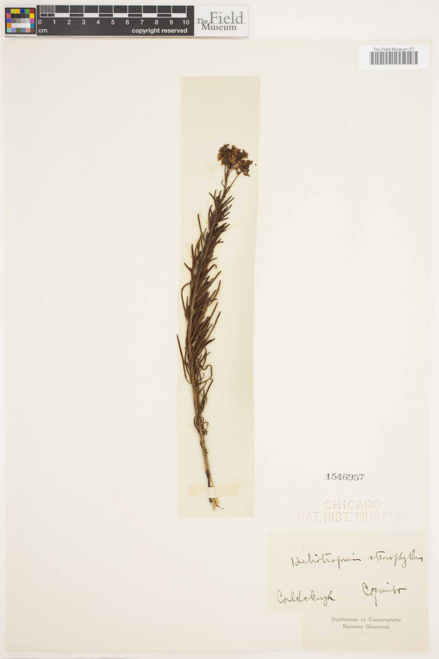Heliotropium stenophyllum image