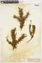 Heliotropium stenophyllum image