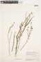 Heliotropium ternatum image