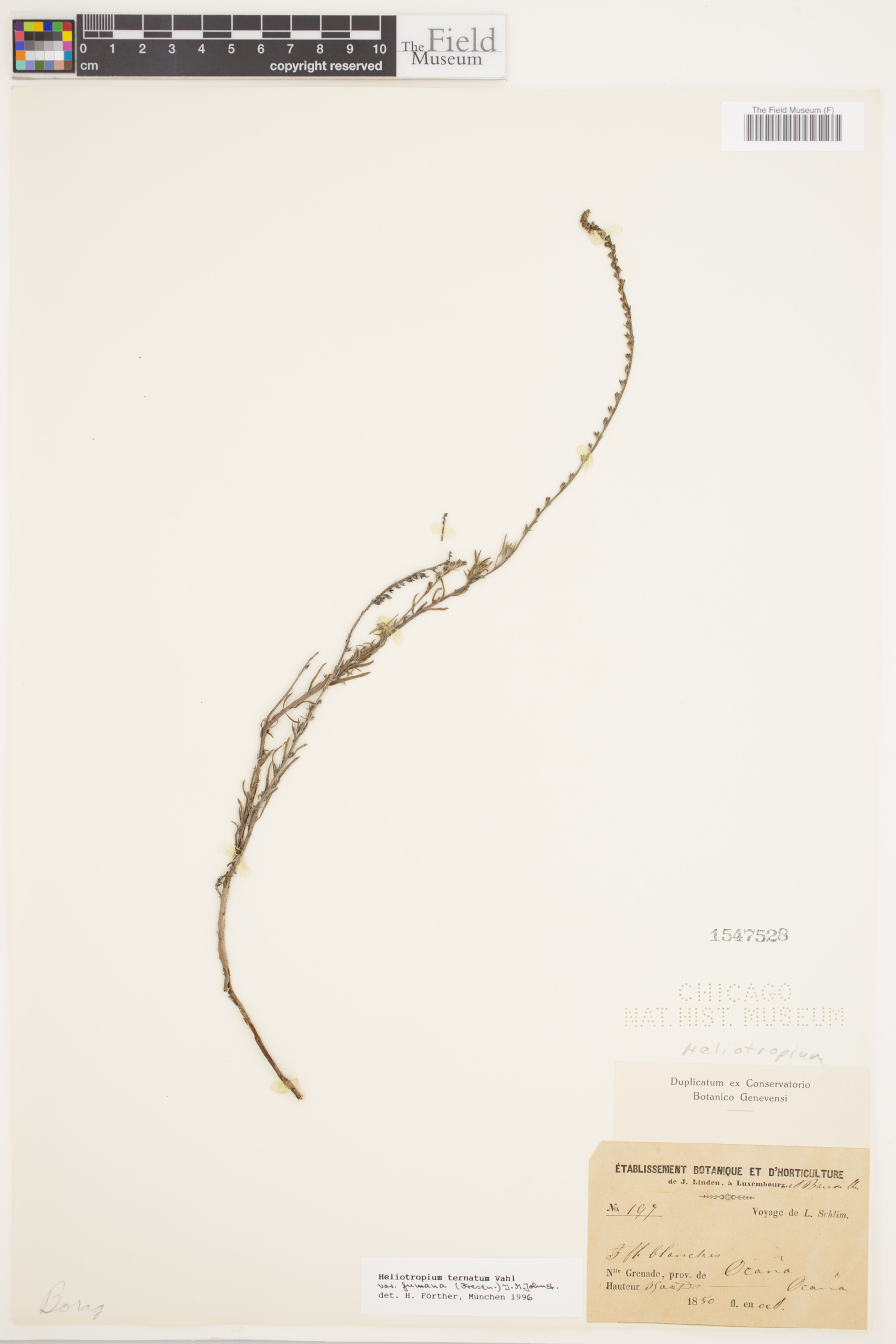 Heliotropium ternatum image