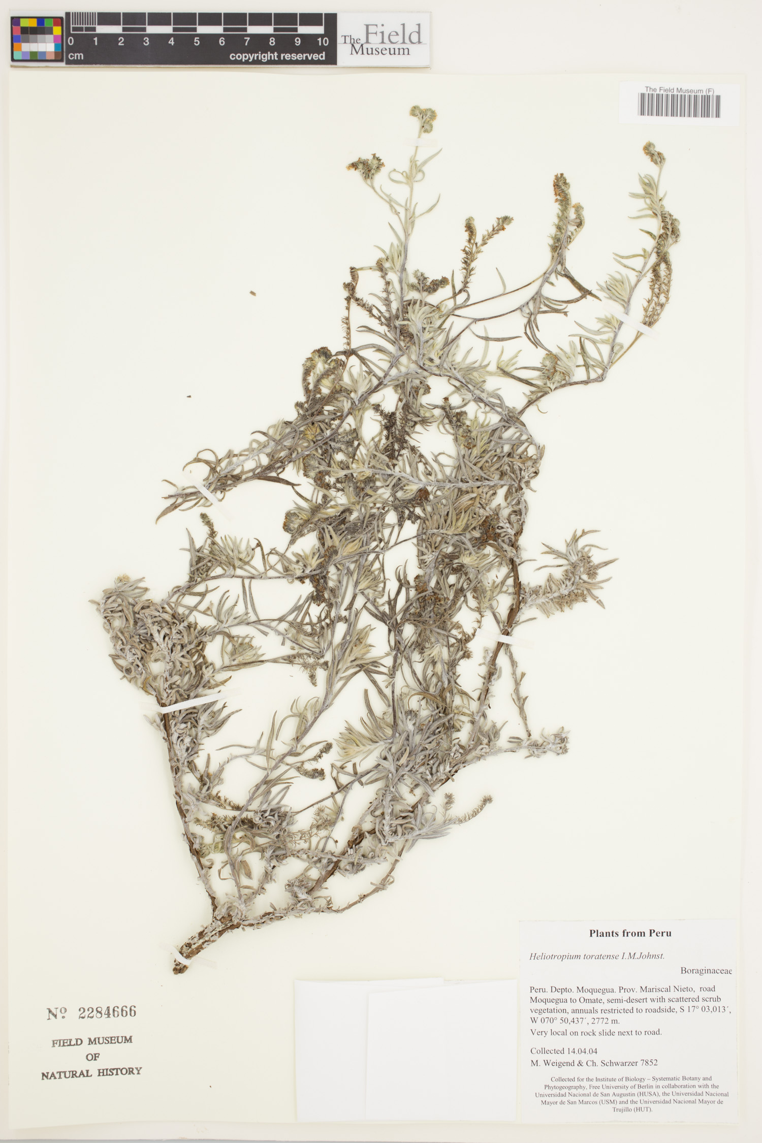 Heliotropium toratense image