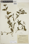 Heliotropium veronicifolium image