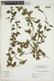 Heliotropium veronicifolium image