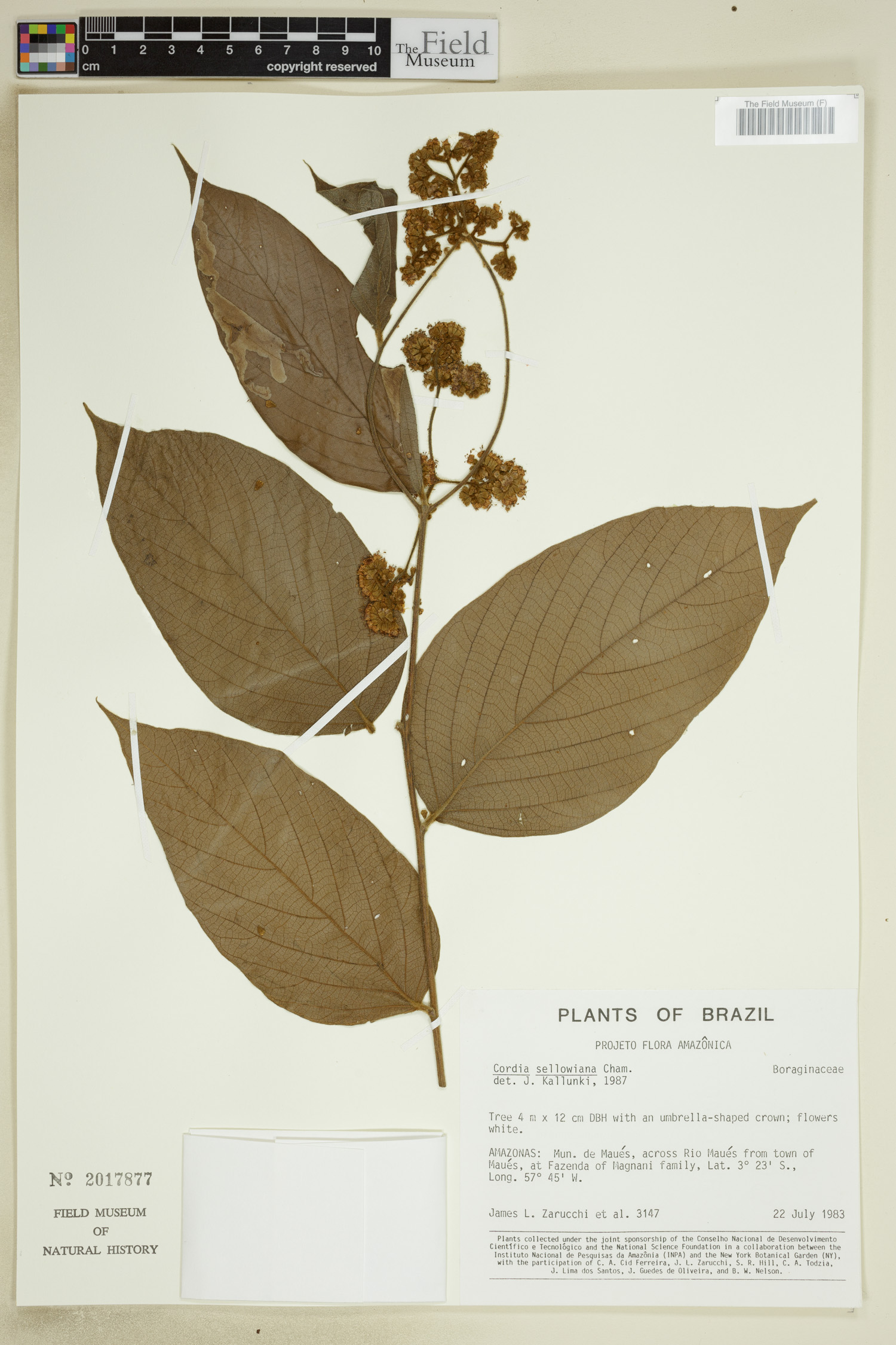 Cordia sellowiana image
