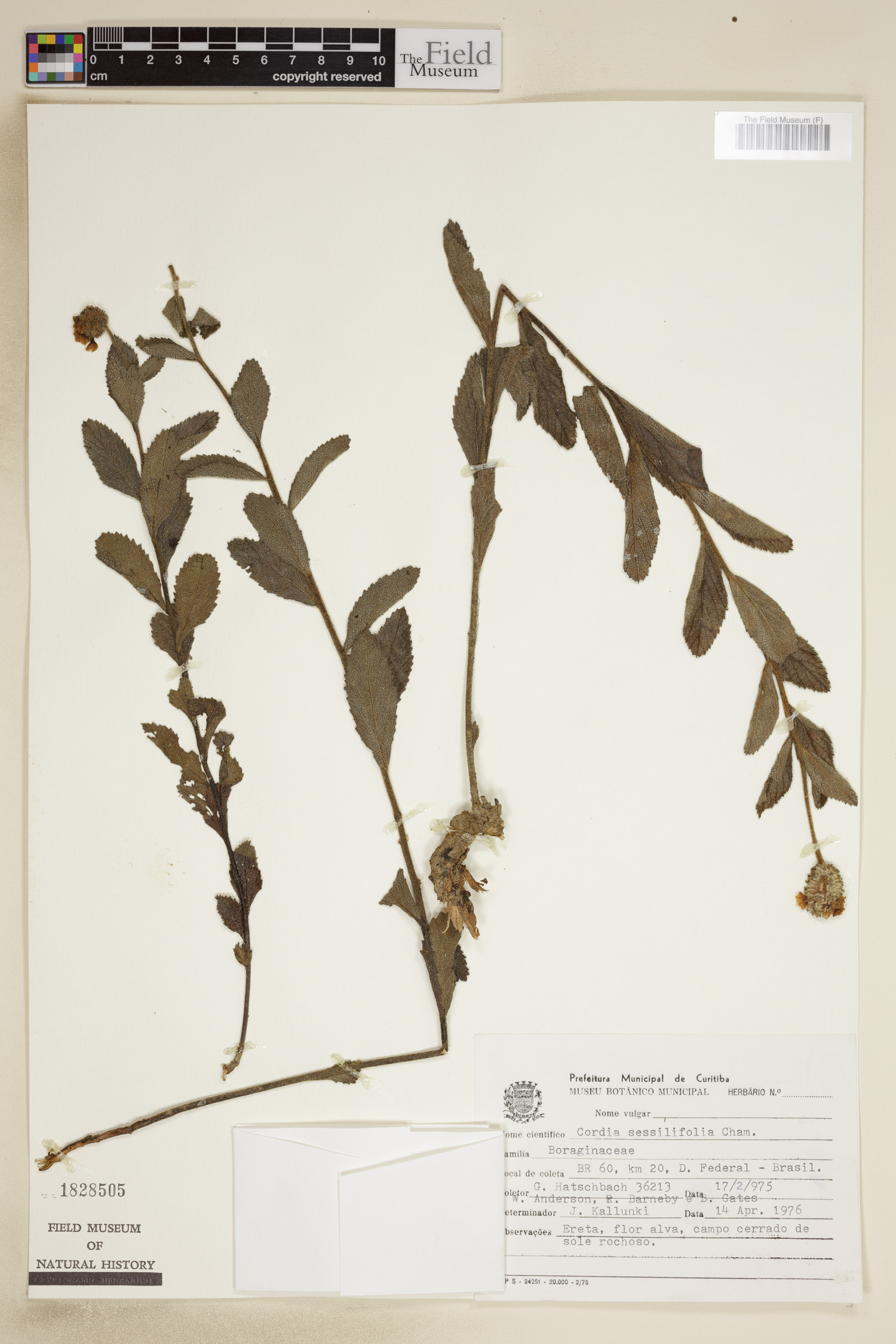 Varronia sessilifolia image