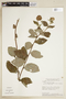 Varronia sessilifolia image