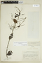 Cordia spinescens image