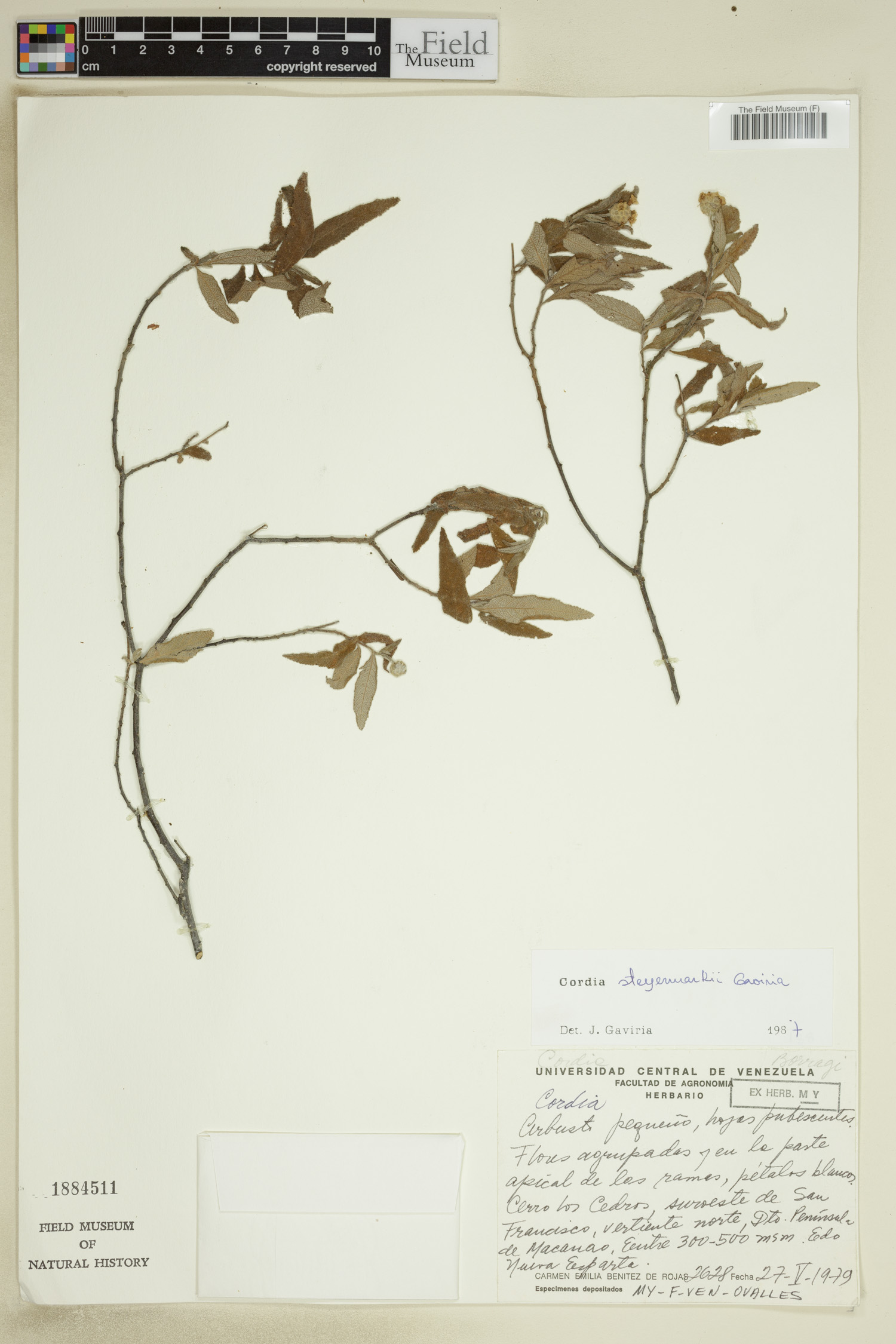 Varronia steyermarkii image