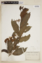 Cordia ecalyculata image