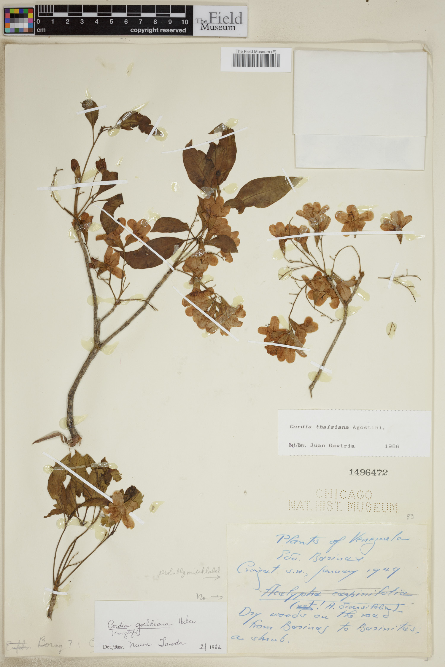 Cordia thaisiana image